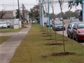 Radio Federal - Actualidad - EL MUNICIPIO COMPLETÓ LA PLANTACIÓN DE 13 FRESNOS ROJOS FRENTE AL HOSPITAL CAPREDONI