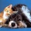 Perro y Gato 01