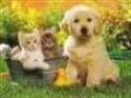 Radio Federal - Actualidad - Campaña de vacunación antirrábica obligatoria y gratuita en caninos y felinos