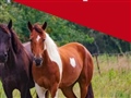 Radio Federal - Actualidad - Casos de Encefalomielitis Equina Reportados en el Partido los Ultimos Días