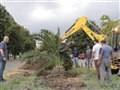 Radio Federal - Actualidad - LA SECRETARIA DE ESPACIOS PÚBLICOS Y AMBIENTE REPUSO LA PALMERA EN LA AV. GRAL. PAZ
