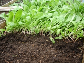 HUERTA