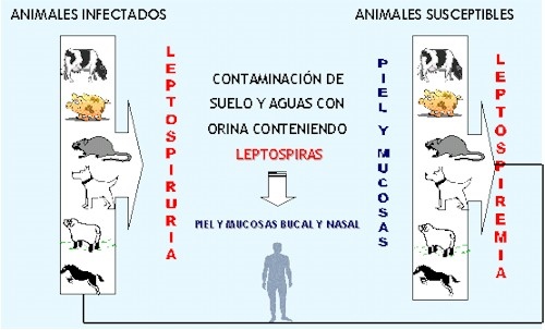 Leptospirosis1.jpg