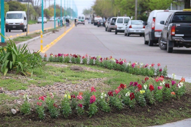 COLOCARON DOS MIL FLORES EN LAS ROTONDAS 02