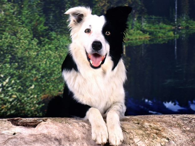Perros Acompañantes.jpg