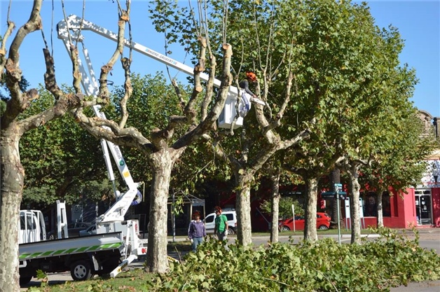 PODA EN PLAZAS Y ESPACIOS PÚBLICOS 01